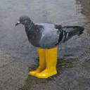 Pigeon In Yellow Boots logo