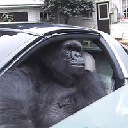 Gorilla In A Coupe logo