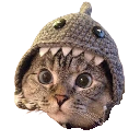 Shark Cat logo