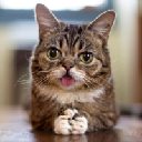 LIL BUB logo