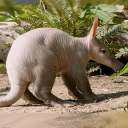 Baby Aardvark logo