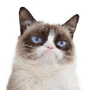 Grumpy Cat (grumpycatspl.com) logo