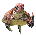 Terry The Disgruntled Turtle logo