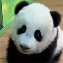 GUANGZHOU ZOO NEW BABY PANDA logo