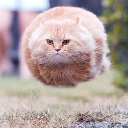 Hover Cat logo