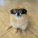 Kori The Pom logo